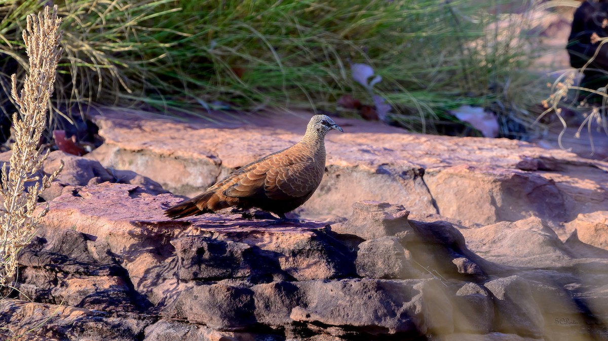 Белокрылый каменный голубь - ML645269917