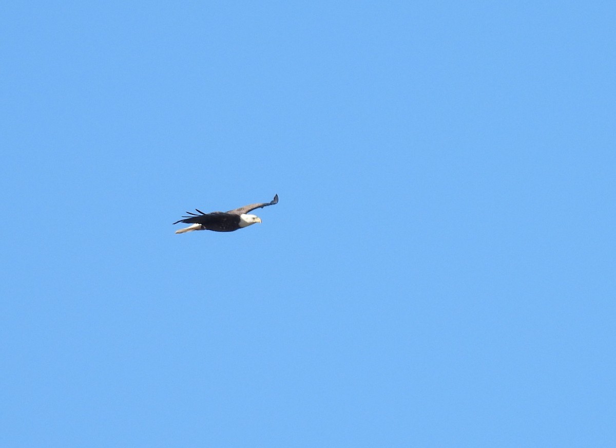 Орлан білоголовий - ML645269918