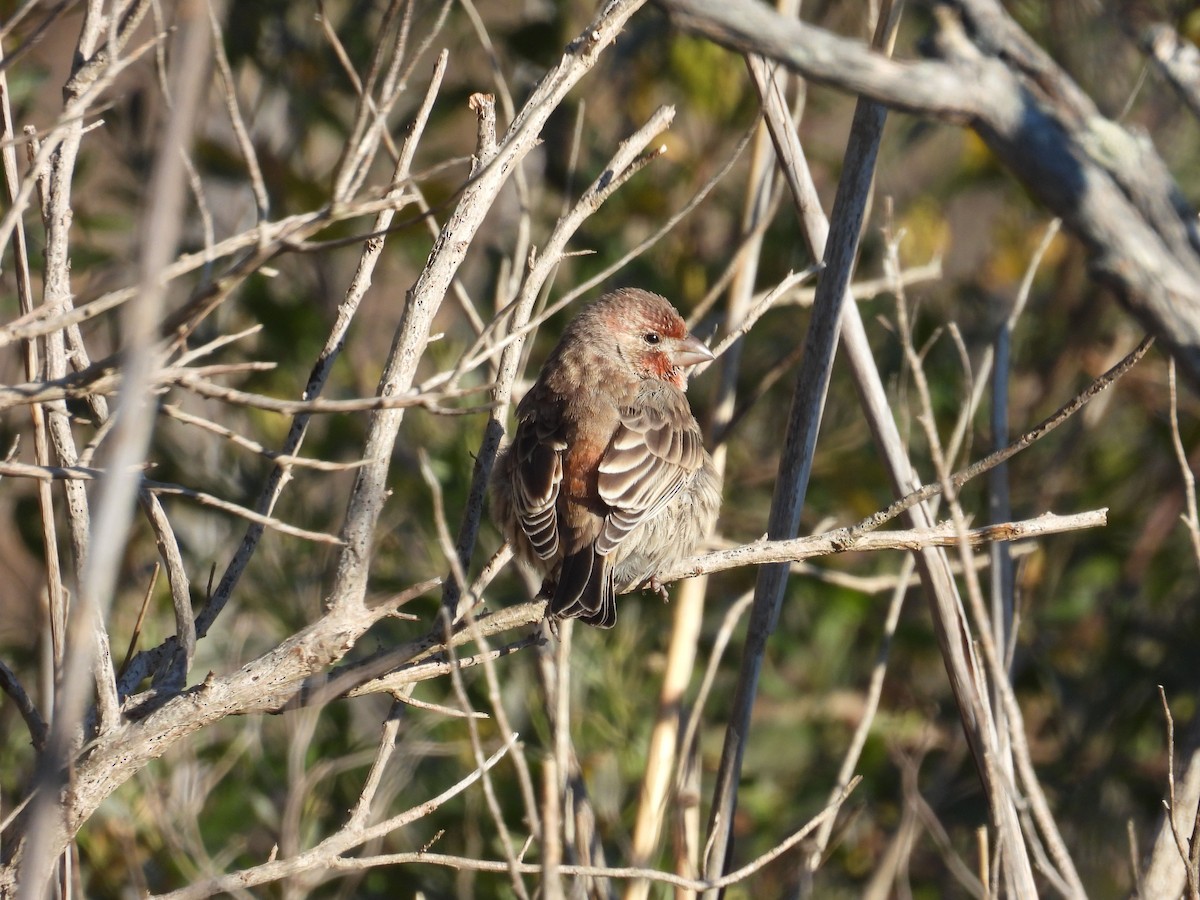House Finch - ML645269923