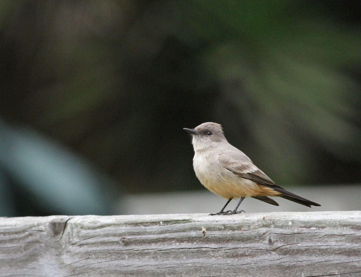 Say's Phoebe - ML645269928
