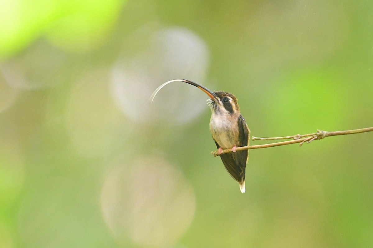 Stripe-throated Hermit - ML645269933