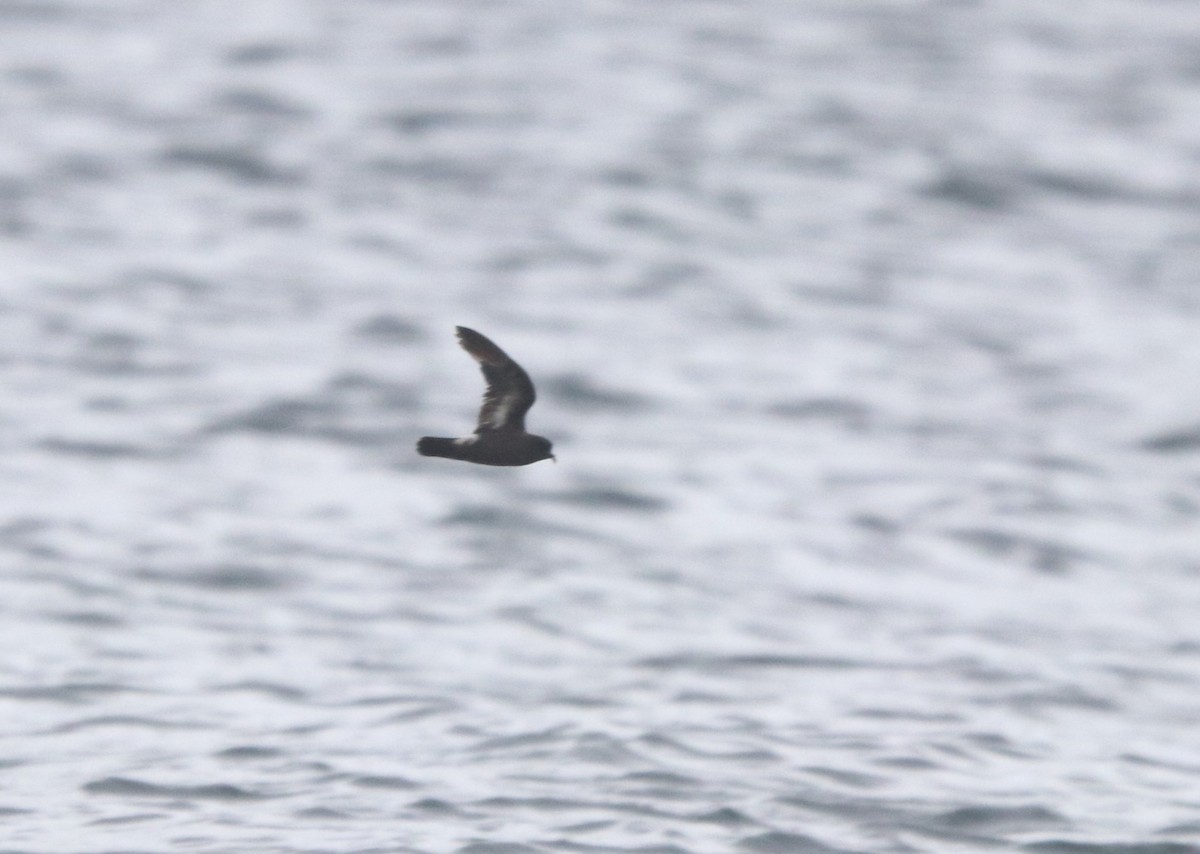 European Storm-Petrel - ML645269946