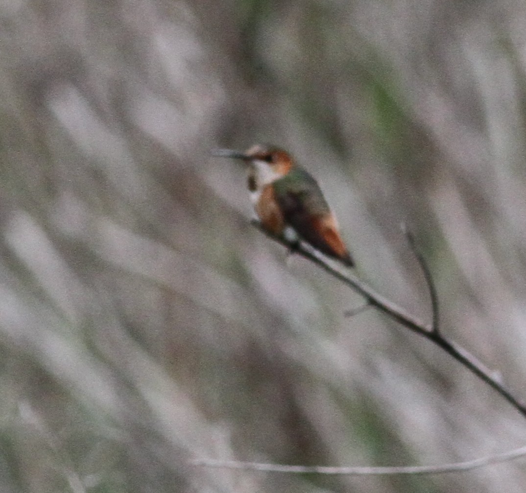 kalypta Allenova - ML645269947