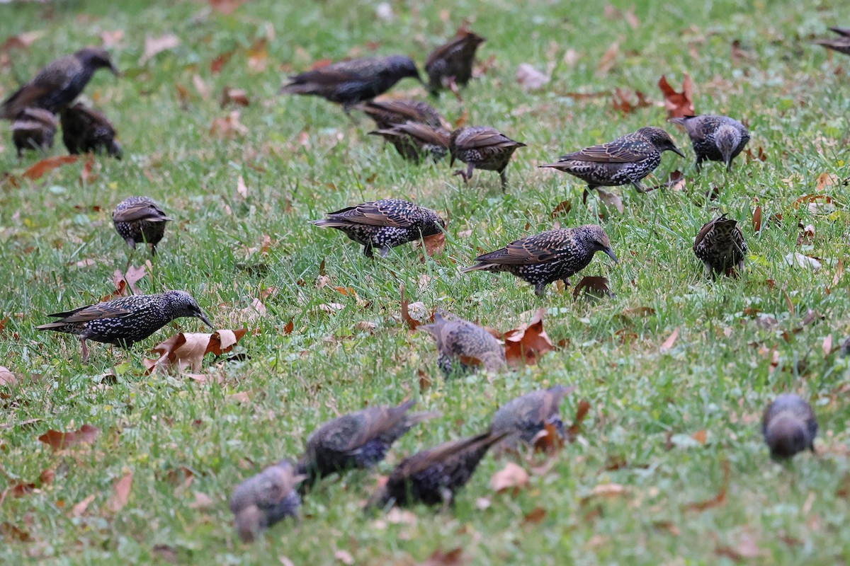 Шпак звичайний - ML645269949