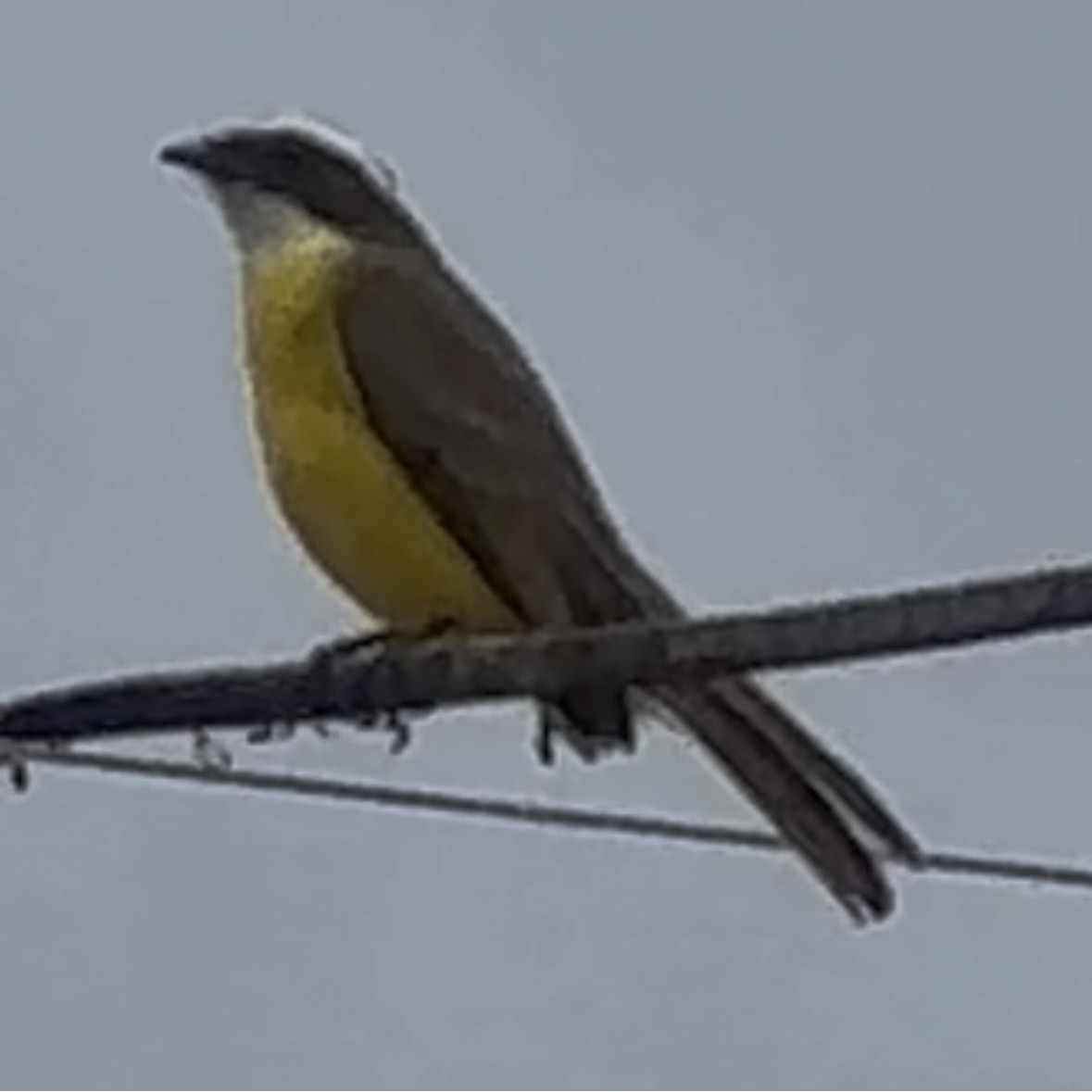 Sosyal Tiran - ML645269952