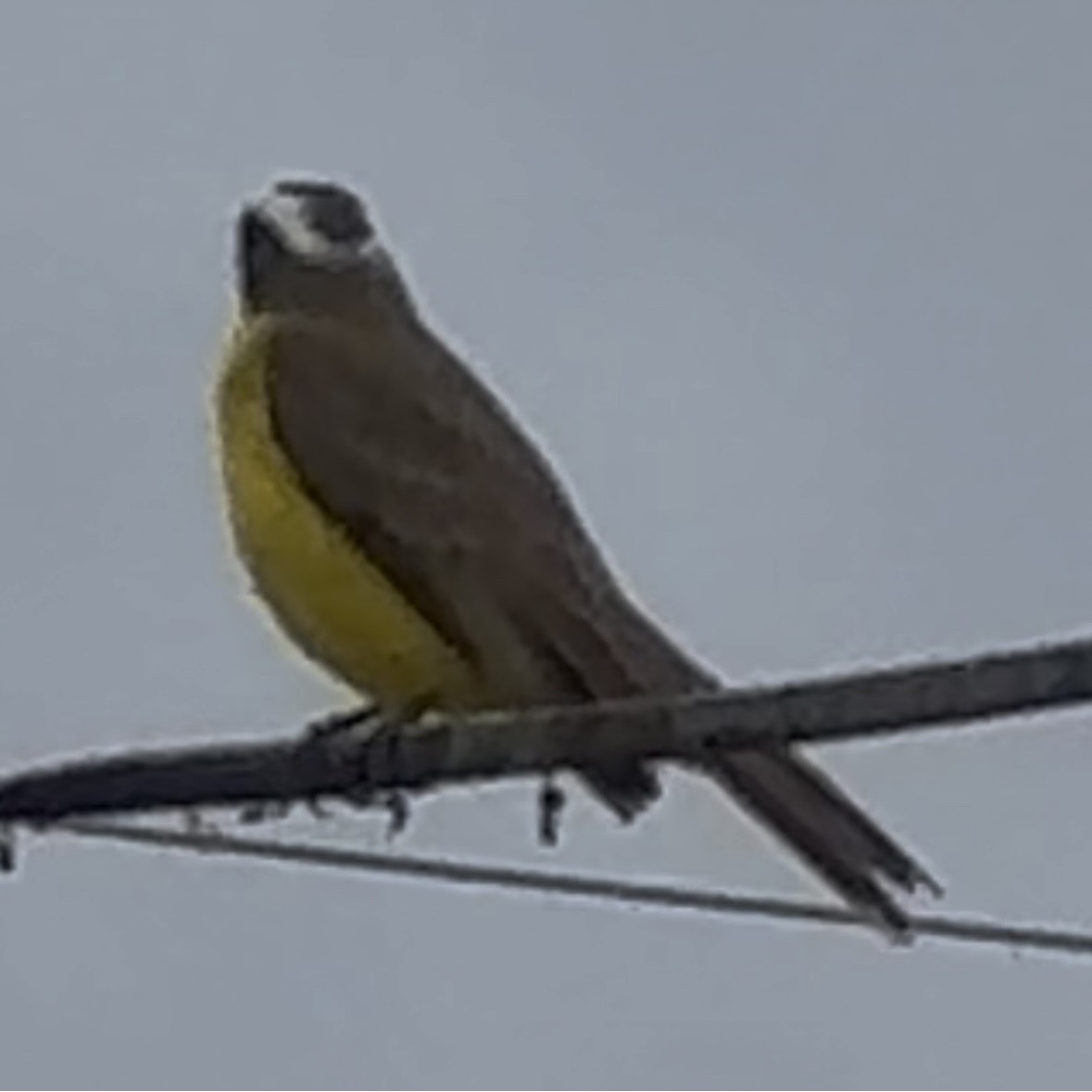 Sosyal Tiran - ML645269953