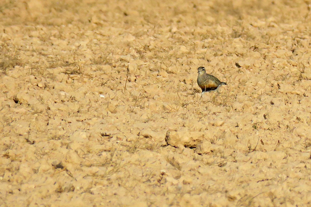 Eurasian Dotterel - ML645269965