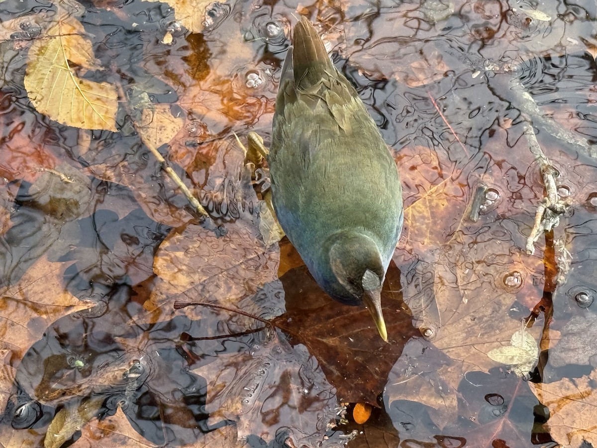 Talève violacée - ML645269967