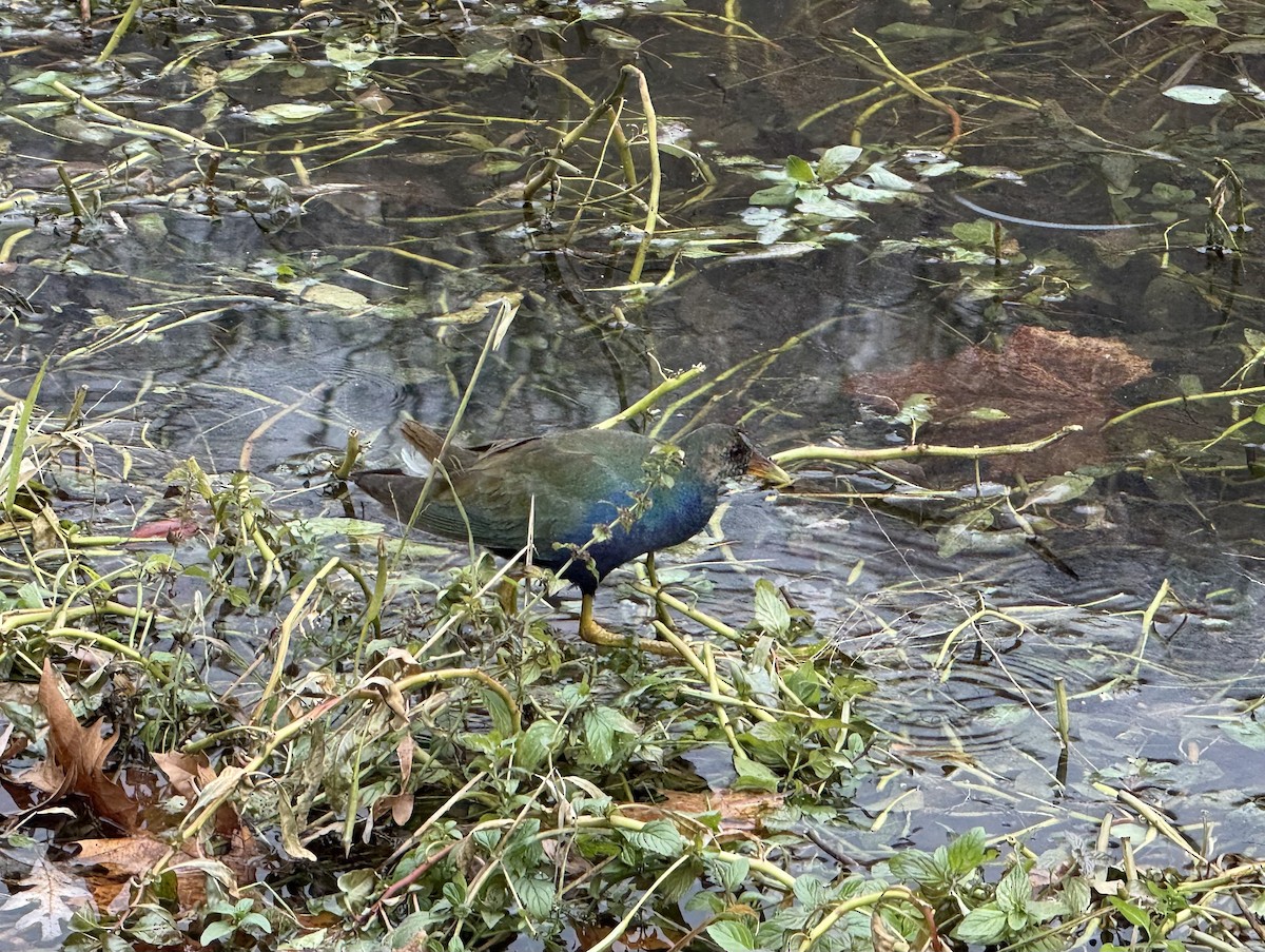 Talève violacée - ML645269968