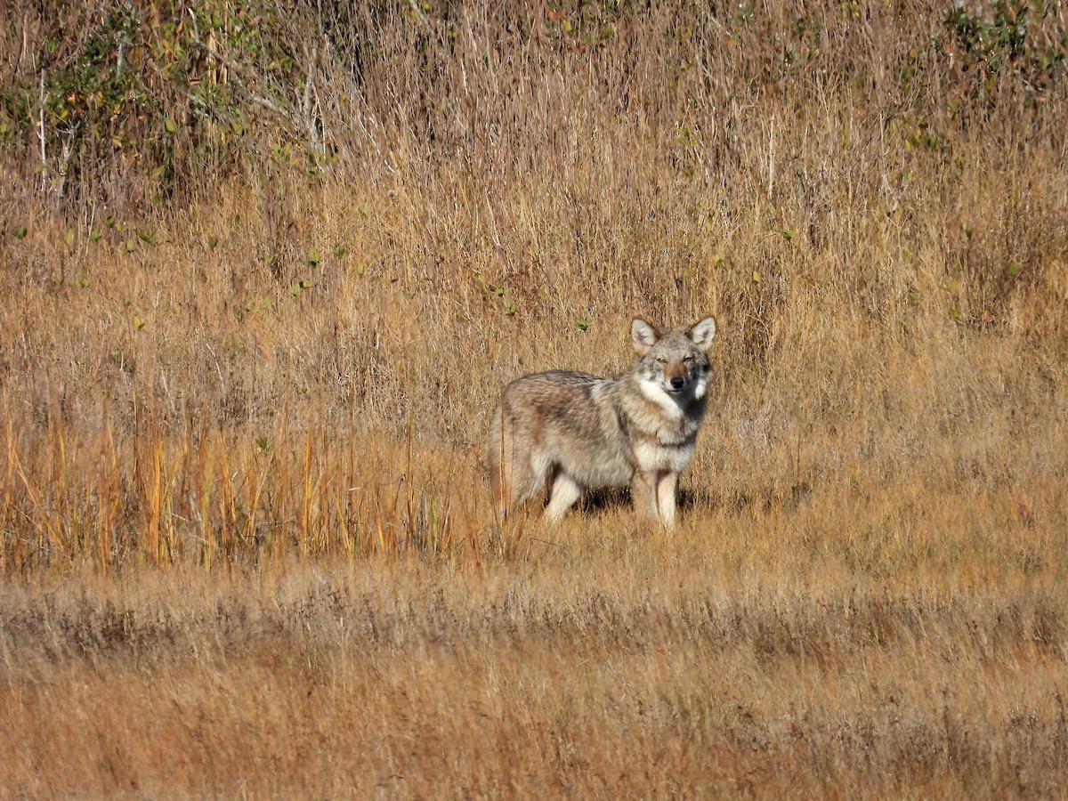 Coyote - ML645269969