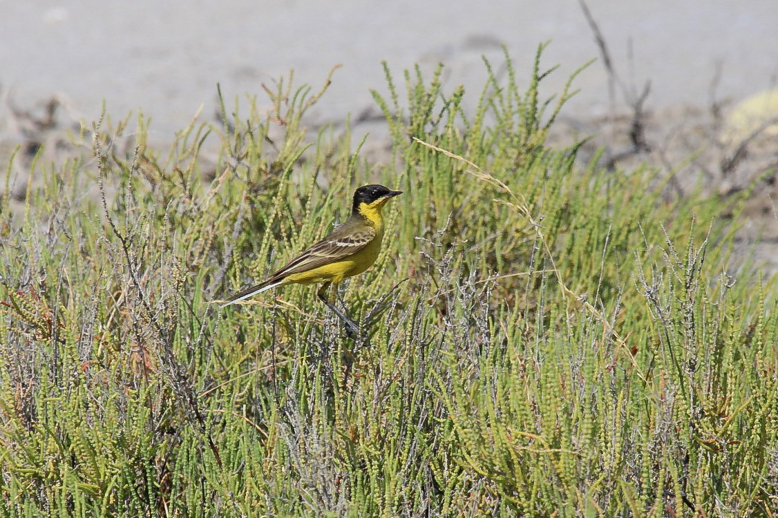 Western Yellow Wagtail (feldegg) - ML645269984