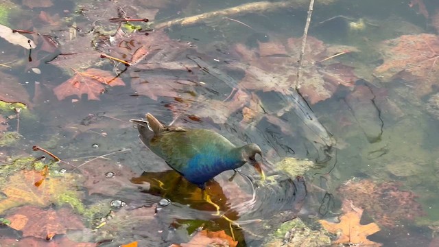 Султанка американська - ML645269985