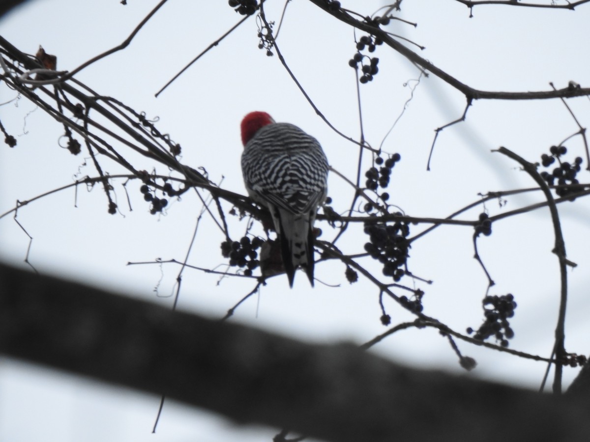 Red-bellied Woodpecker - ML645269993