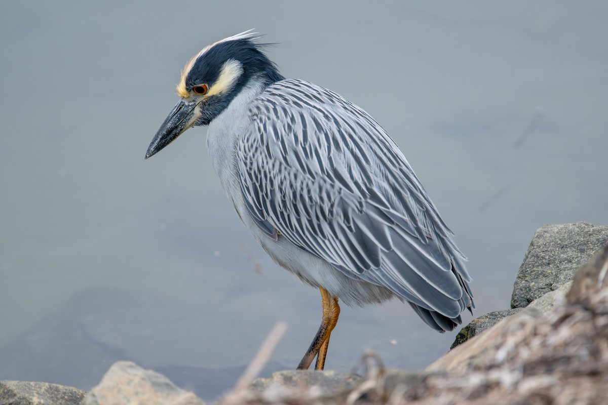 אנפת לילה צהובת-כיפה - ML645269995