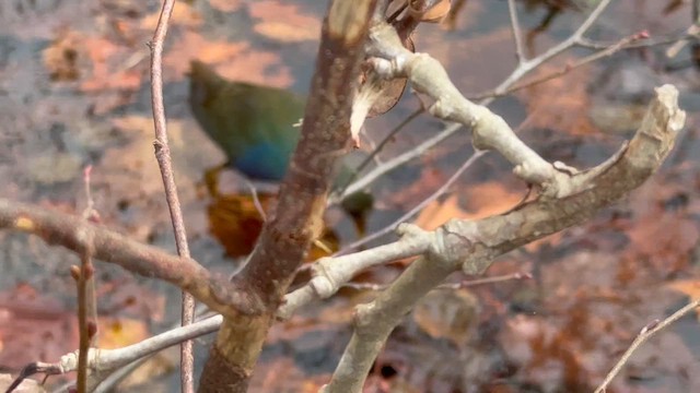 Султанка американська - ML645270019