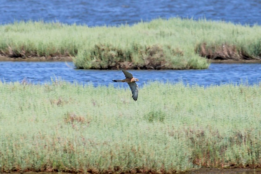 Rötelfalke - ML645270045