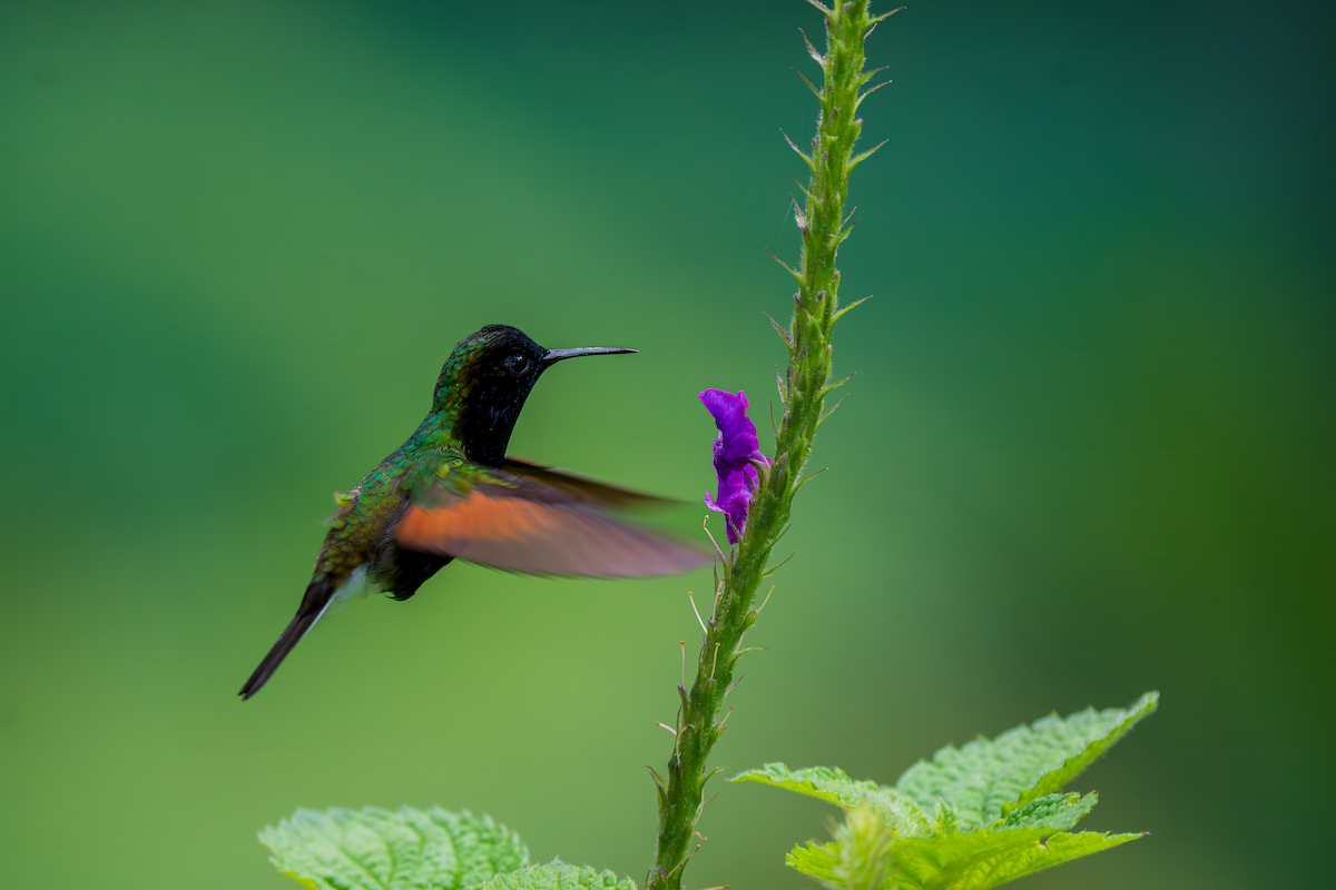 Black-bellied Hummingbird - ML645270052