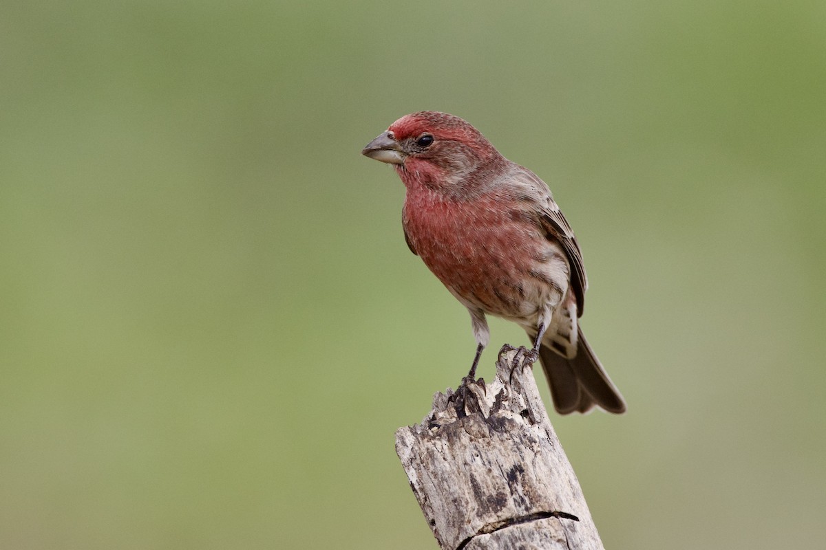 House Finch - ML645270060