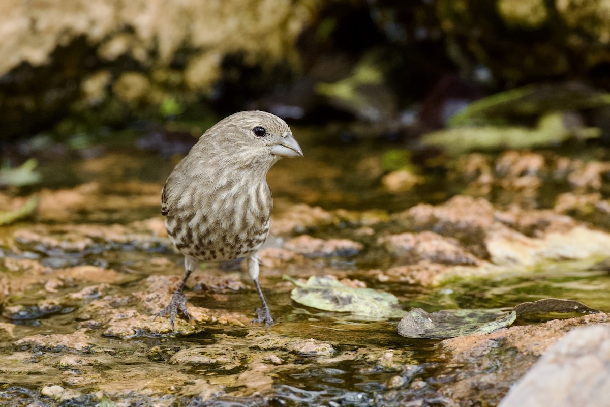 House Finch - ML645270061