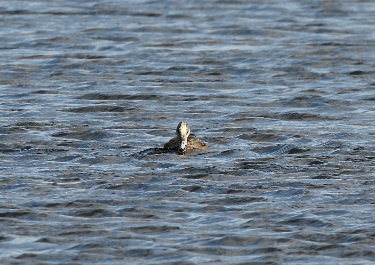 American Wigeon - ML645270068
