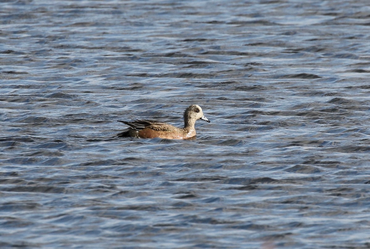 American Wigeon - ML645270069