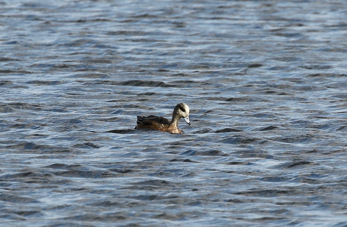 American Wigeon - ML645270070