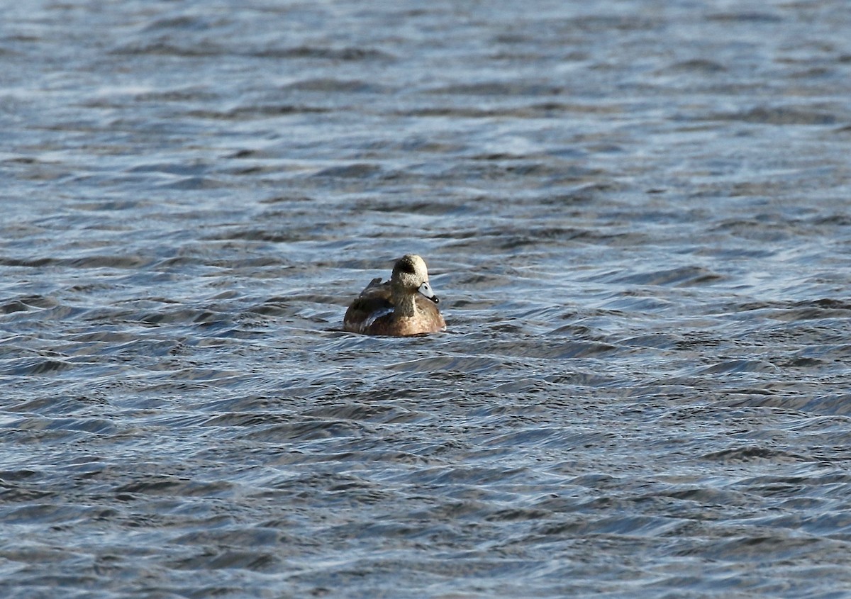 American Wigeon - ML645270071