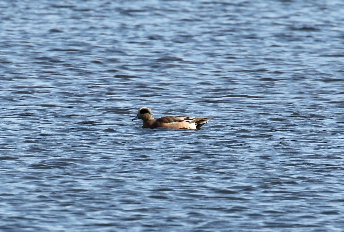 American Wigeon - ML645270072
