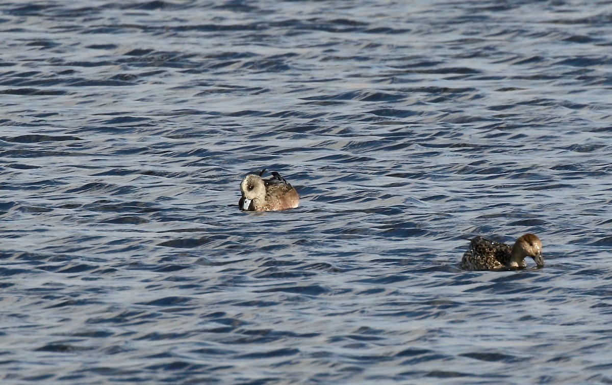 American Wigeon - ML645270073