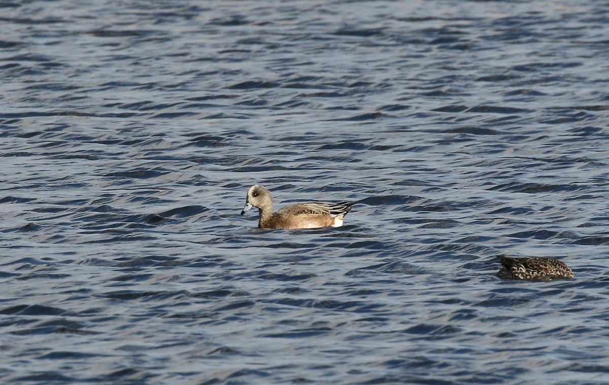 American Wigeon - ML645270074