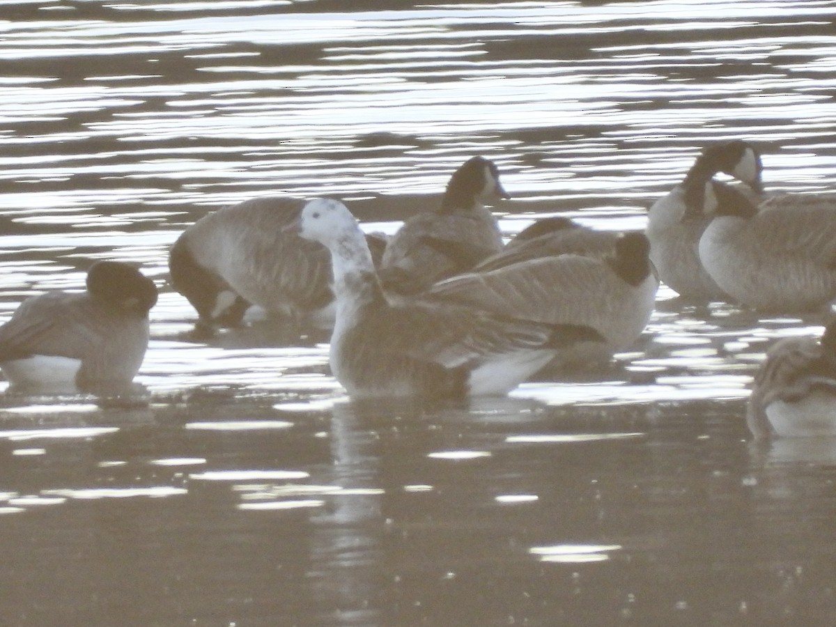 Ross's x Cackling Goose (hybrid) - ML645270087