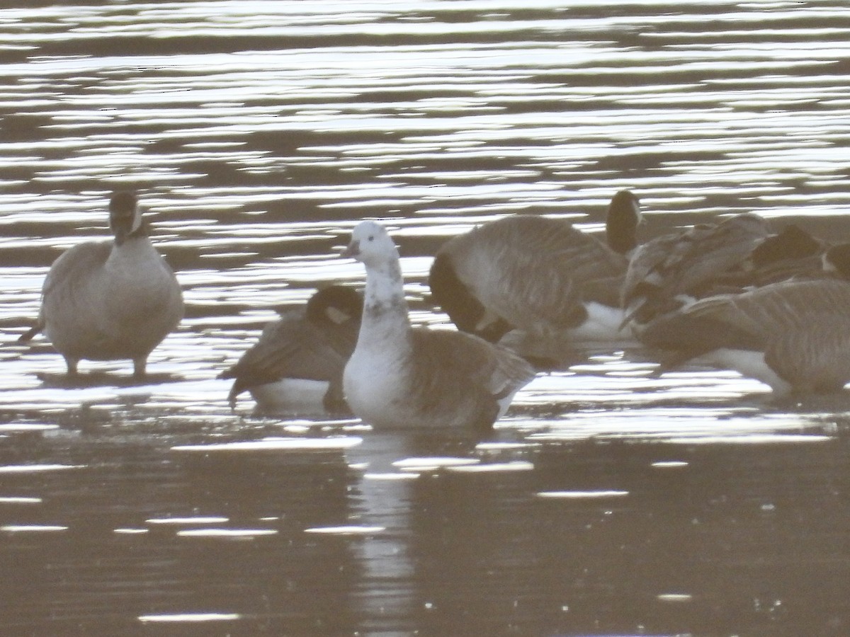 Ross's x Cackling Goose (hybrid) - ML645270088