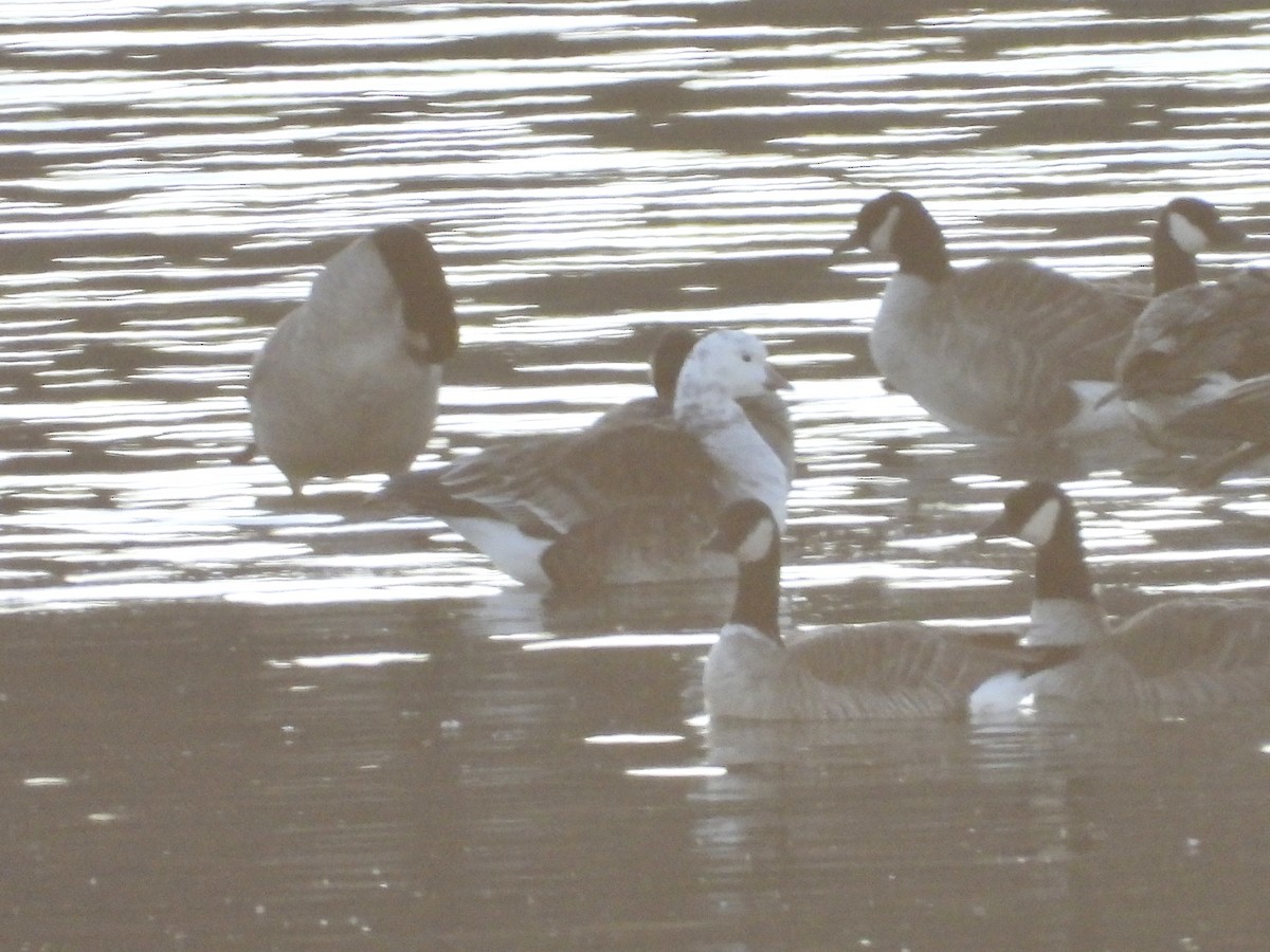Ross's x Cackling Goose (hybrid) - ML645270089