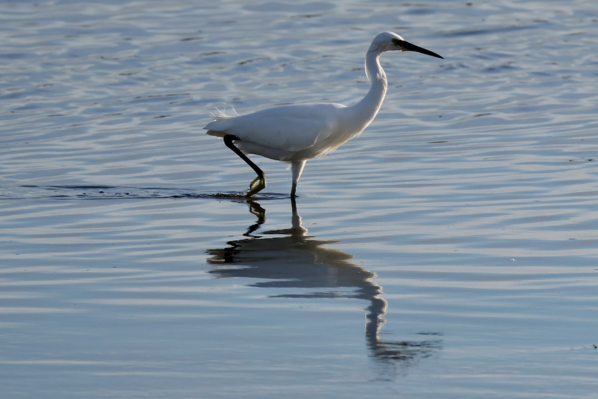 Seidenreiher - ML645270094