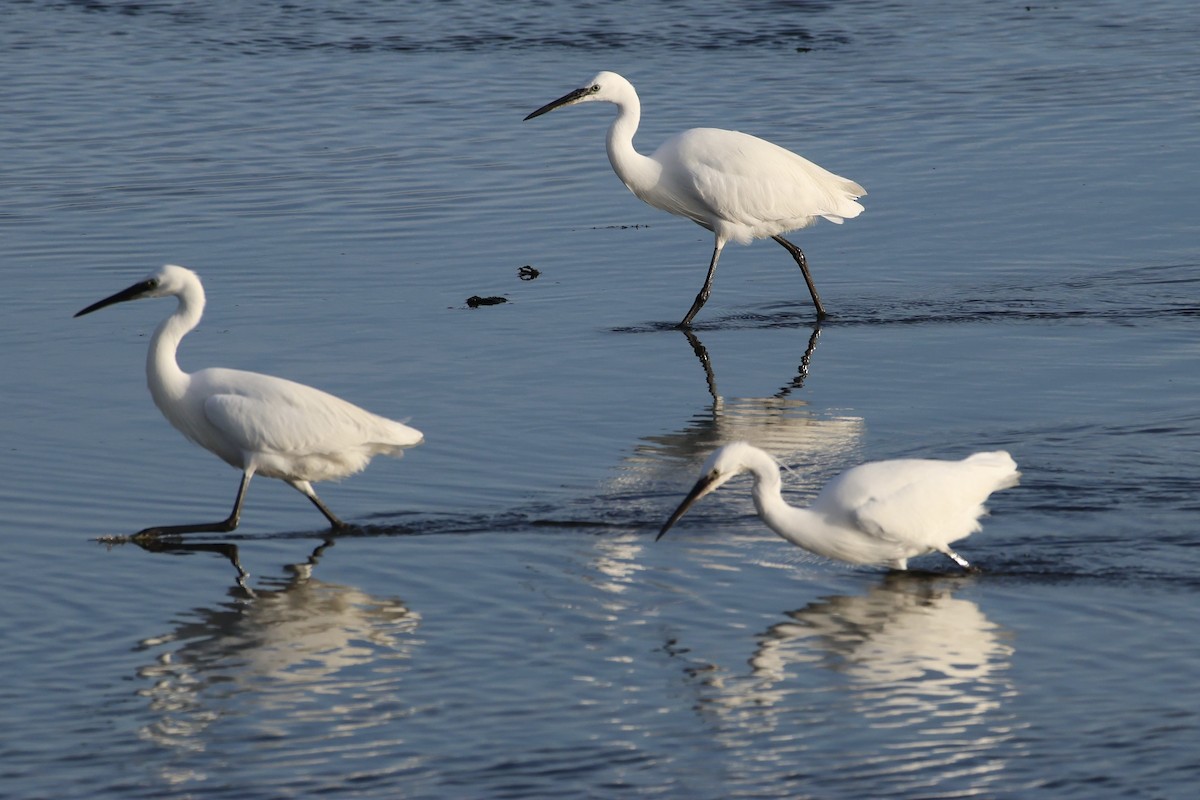 Seidenreiher - ML645270095