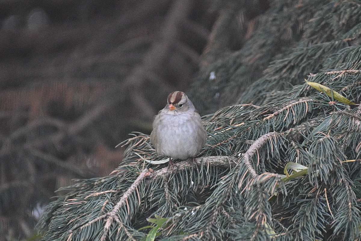 White-crowned Sparrow - ML645270097