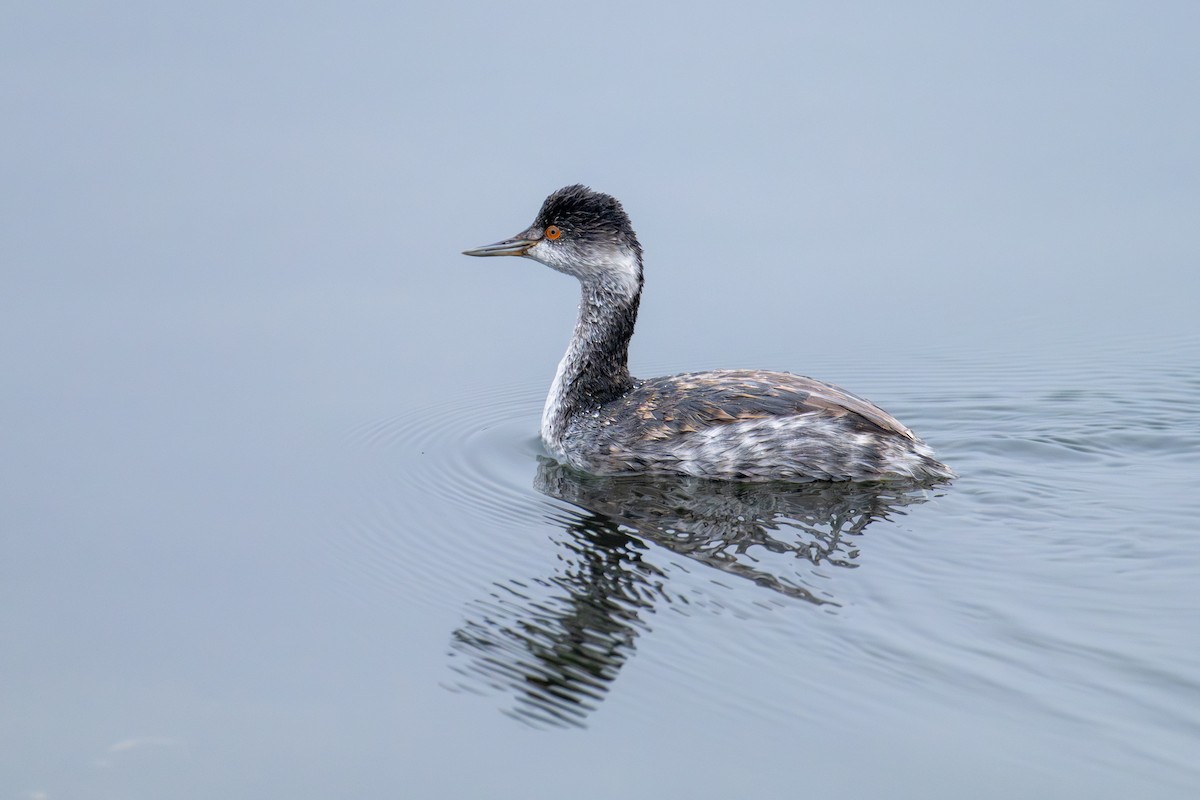Grèbe à cou noir - ML645270101