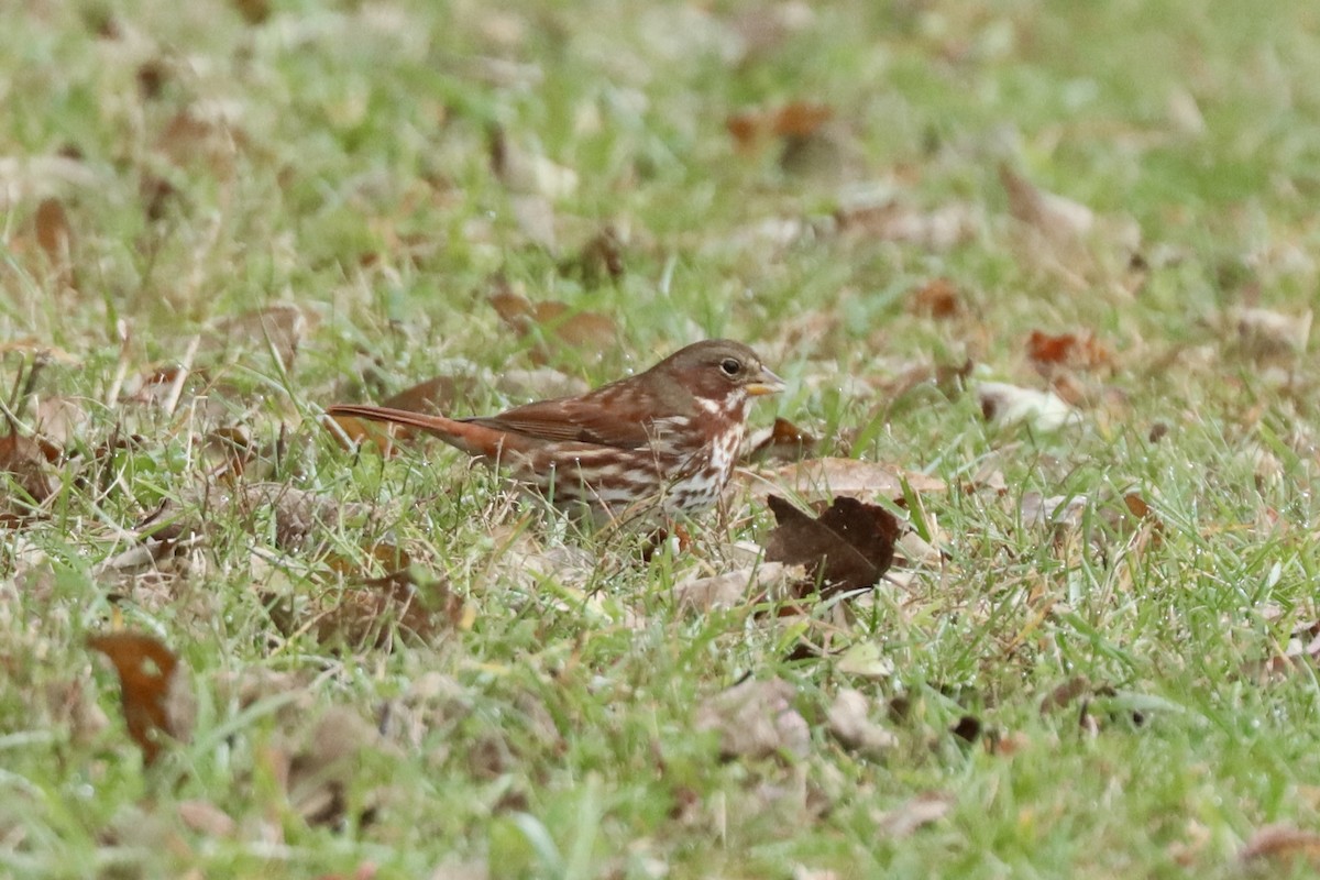 Пасовник рябогрудий - ML645270110