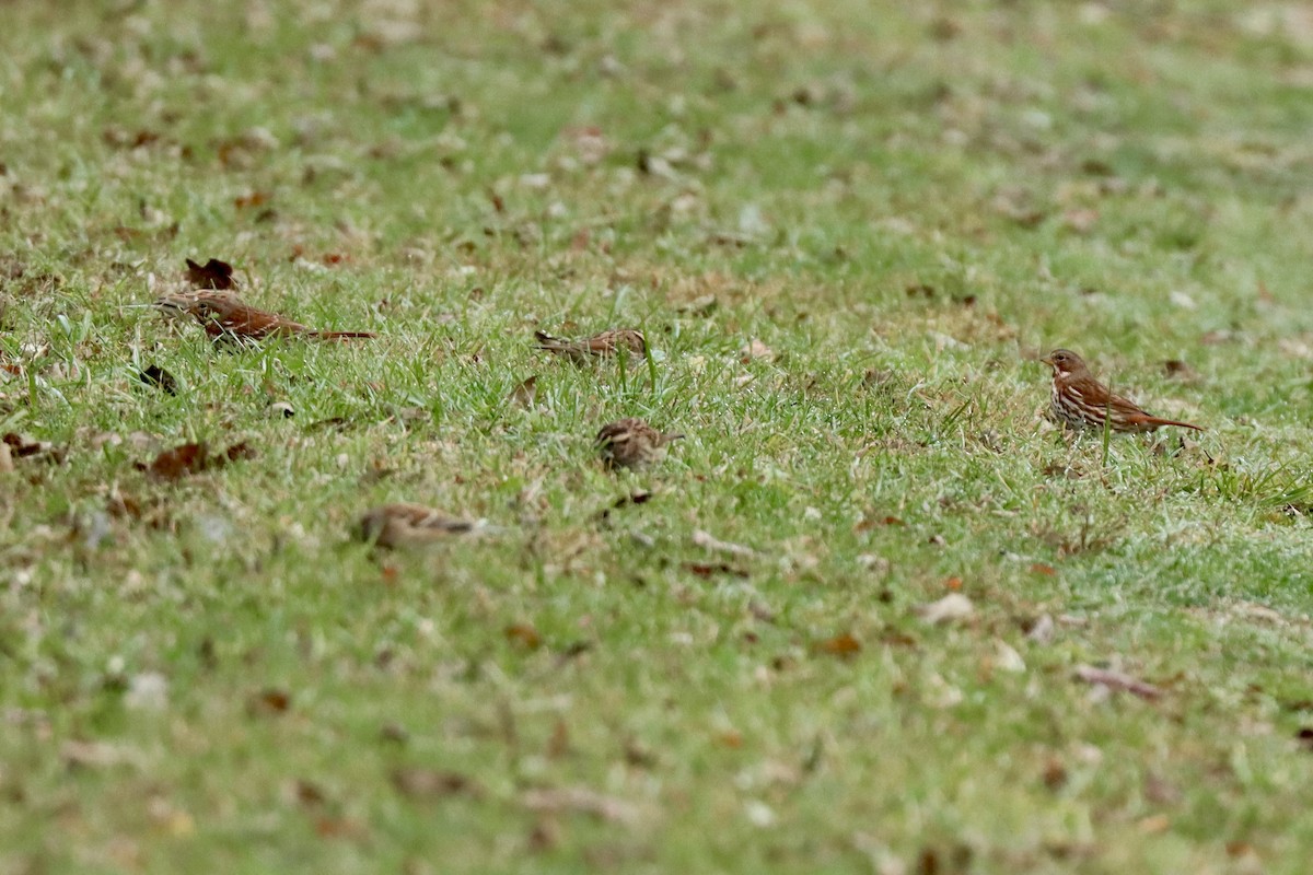 Пасовник рябогрудий - ML645270111