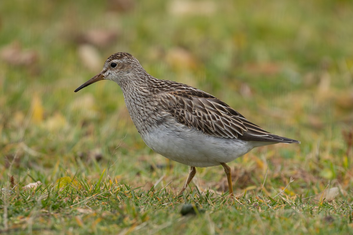 Pectoral Sandpiper - ML645270112