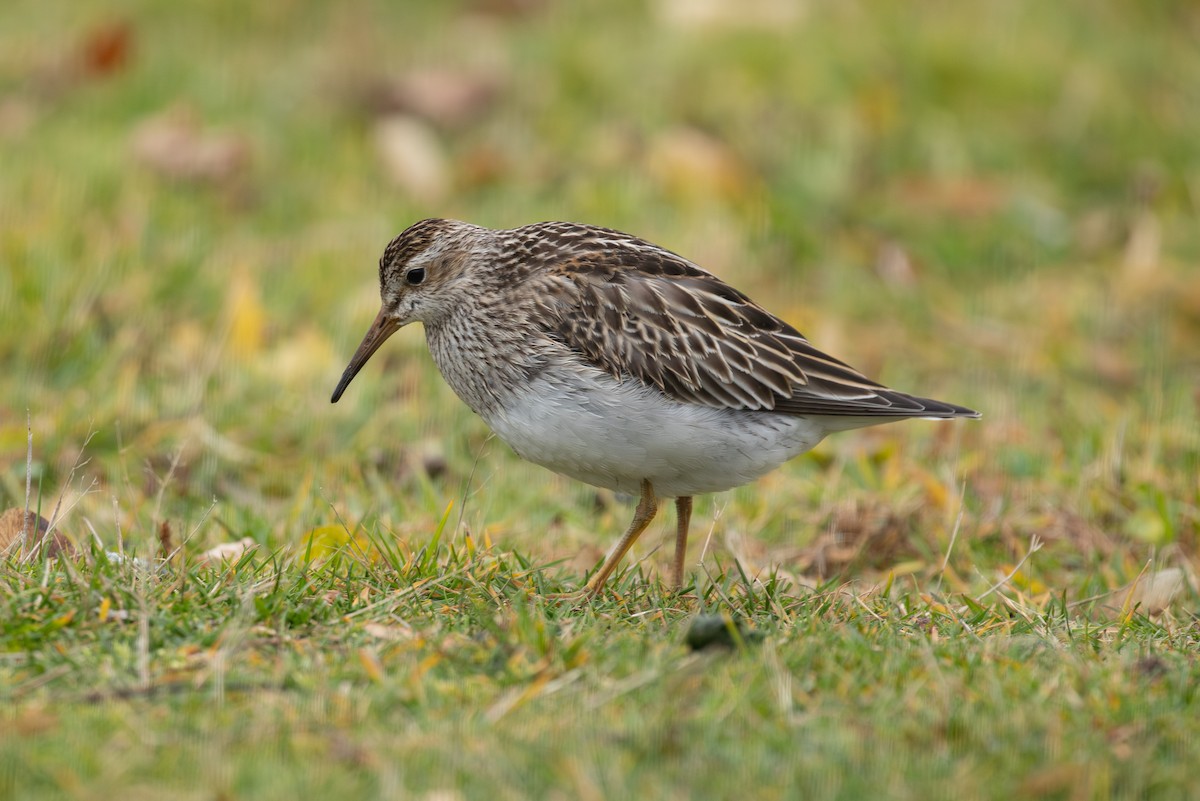 Pectoral Sandpiper - ML645270113