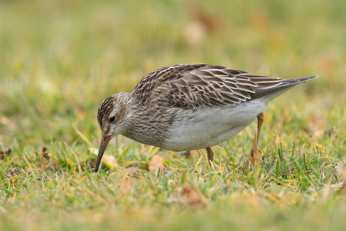 Pectoral Sandpiper - ML645270114