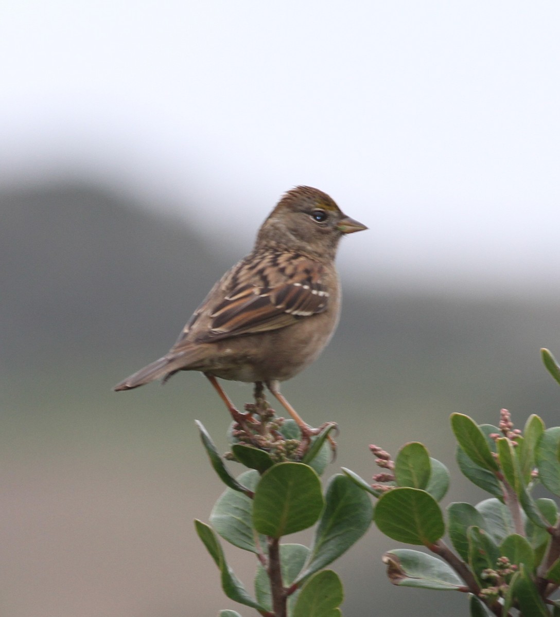 Golden-crowned Sparrow - ML645270120