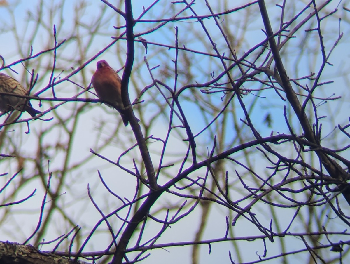 purpurfink - ML645270123