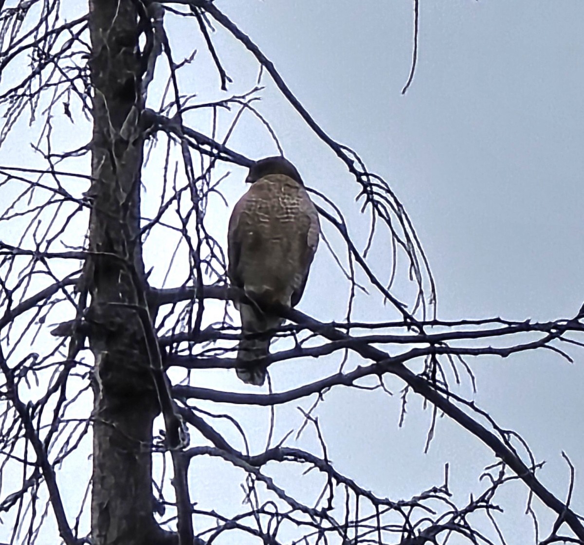Cooper's Hawk - ML645270127