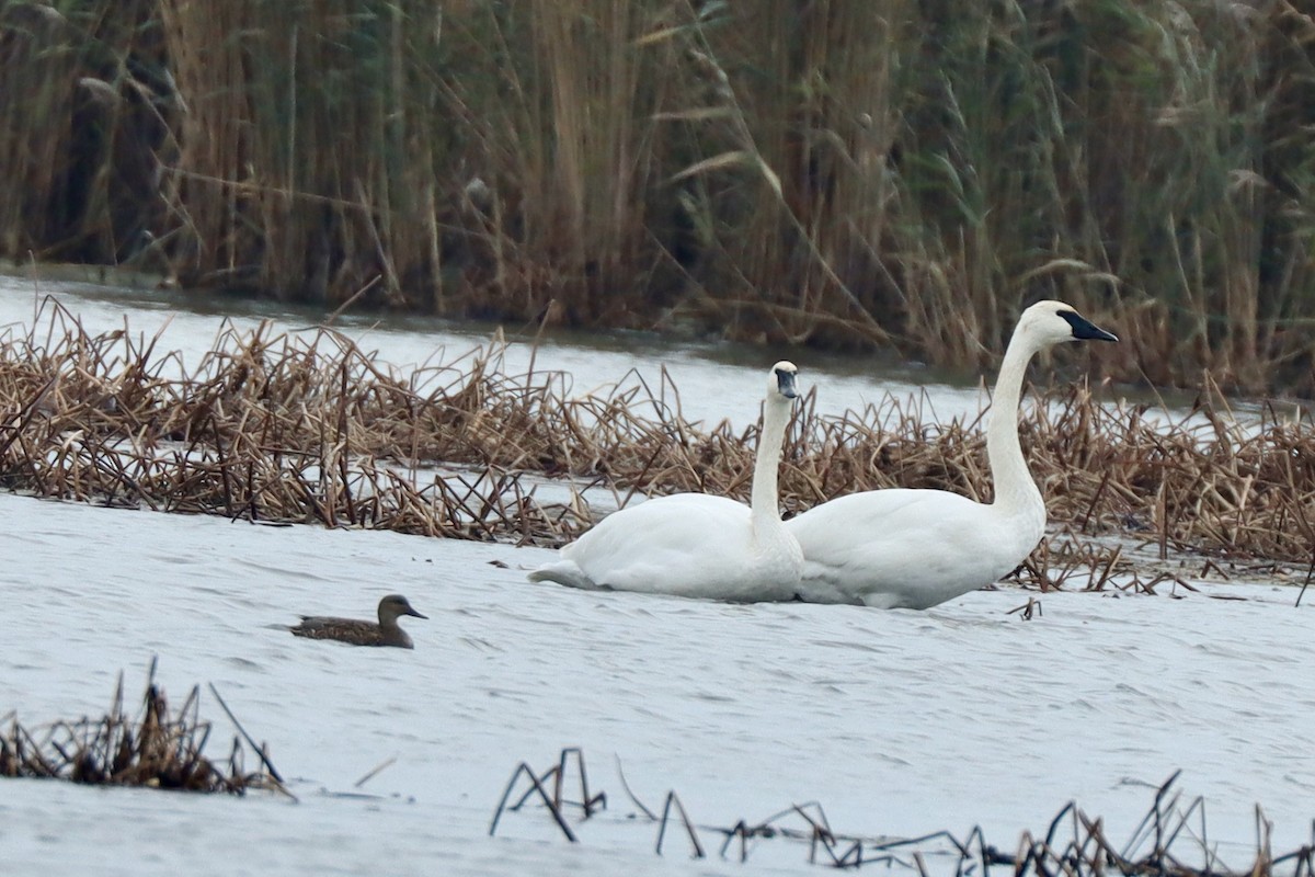 Лебідь-трубач - ML645270130