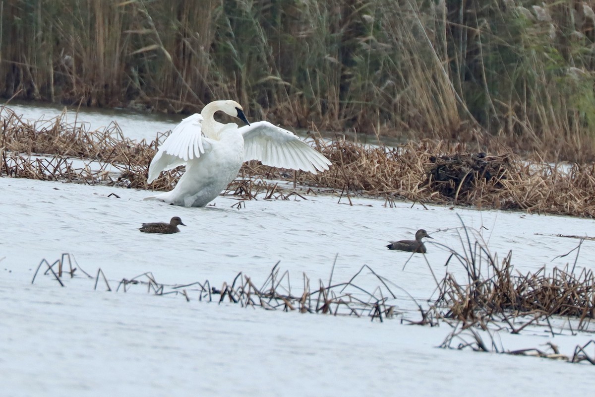 Лебідь-трубач - ML645270131