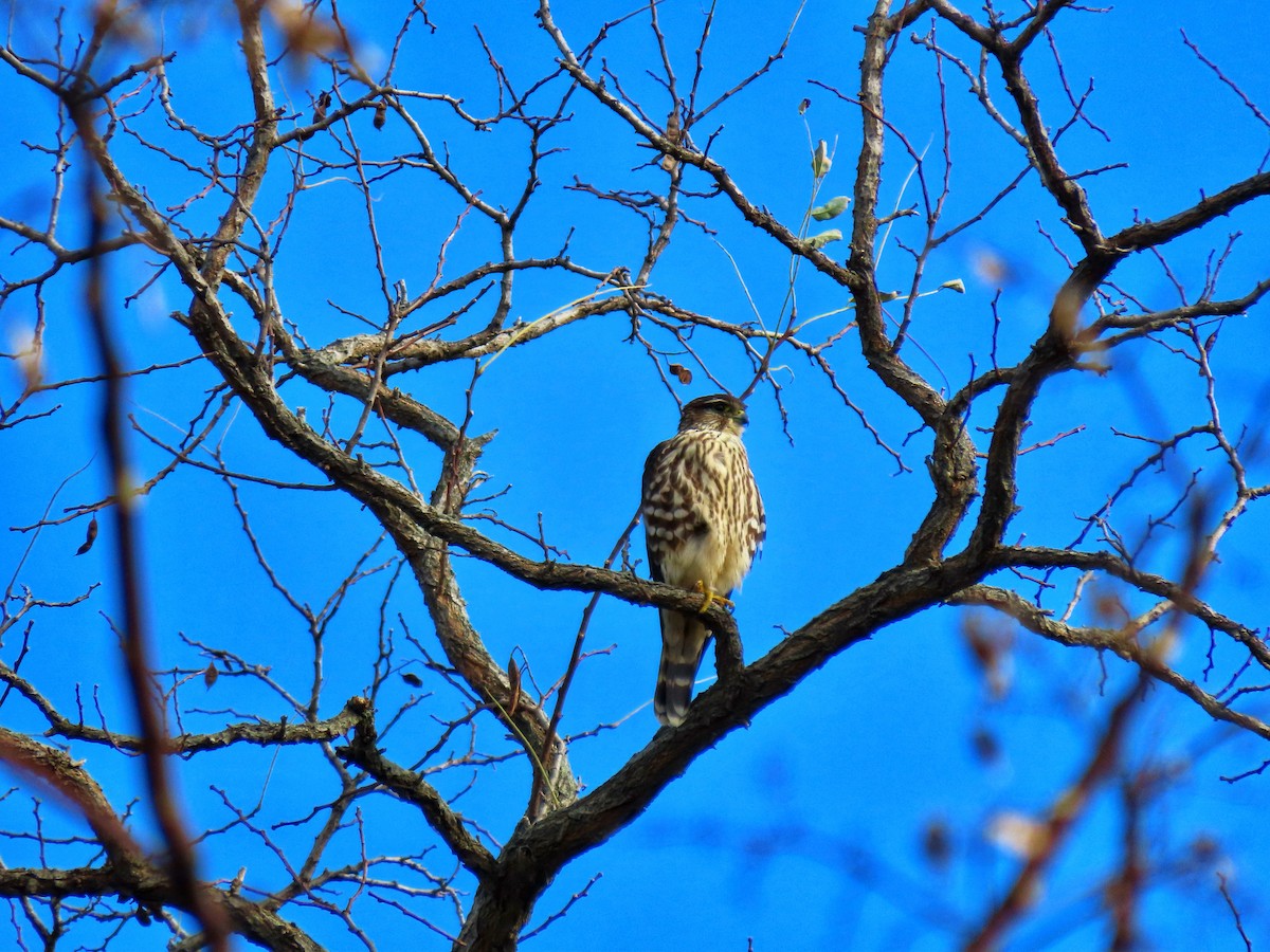 Merlin - ML645270142