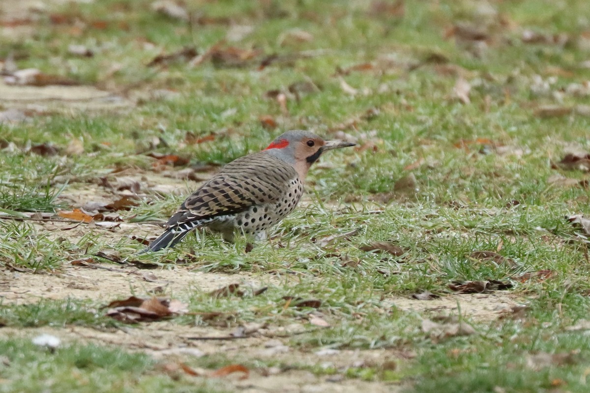 Декол золотистий - ML645270149