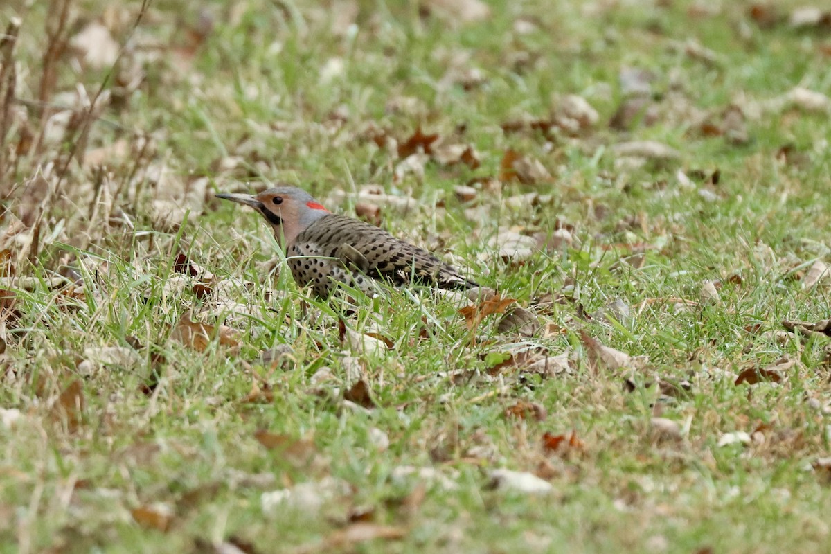 Декол золотистий - ML645270150